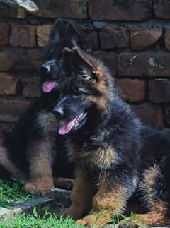 German Shepherd proper long coat puppy wattsapp only