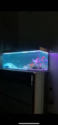 4 feet aquarium for sale with fishes koi and gold fishes are included