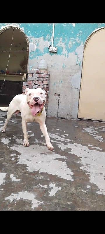 American Pitbull Quality Male 1