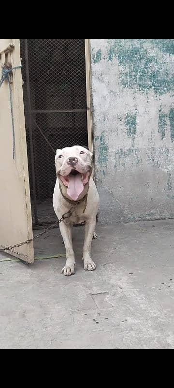 American Pitbull Quality Male 2