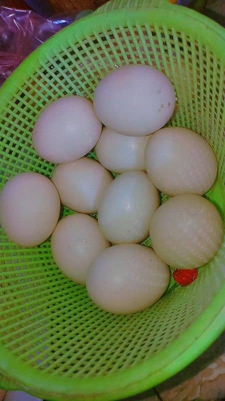 Pied Muscovy Duck Fertile Eggs  , Exchange also possible 3