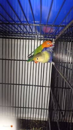 parblue x green opaline pair