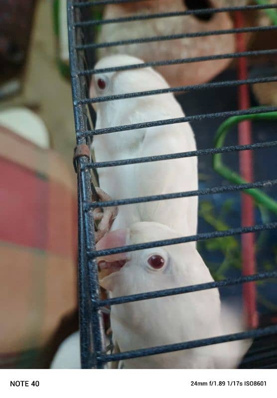 Albino Red Eye 0