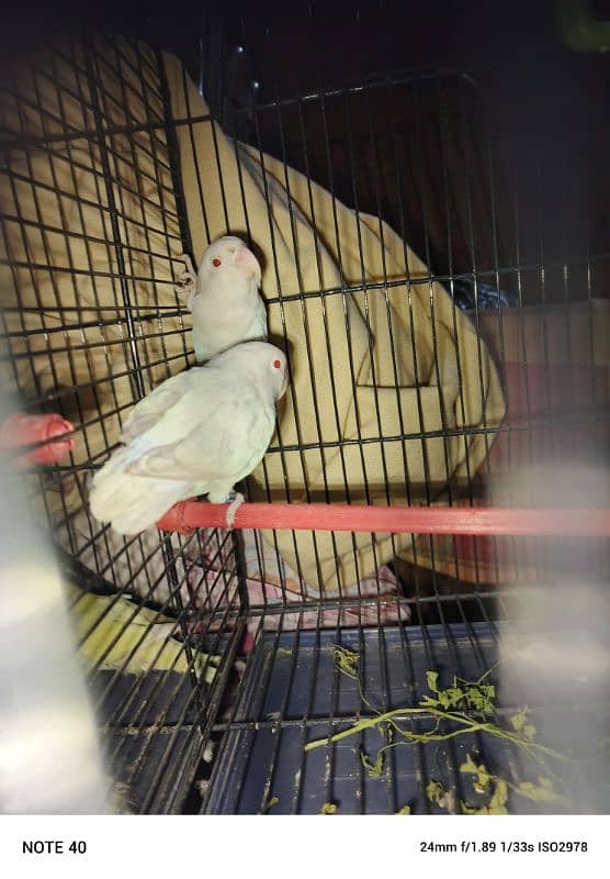 Albino Red Eye 2