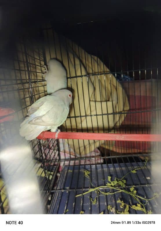 Albino Red Eye 3