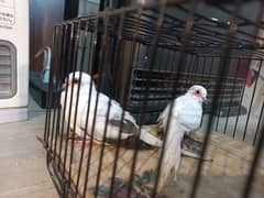 Diamond and Red Pied female dove for sale