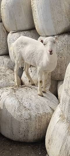 gulabi Teddy female white eyes