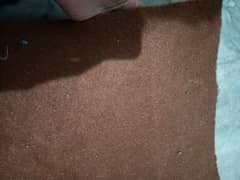 carpet