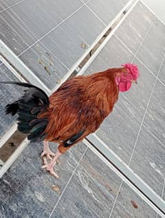 Cock