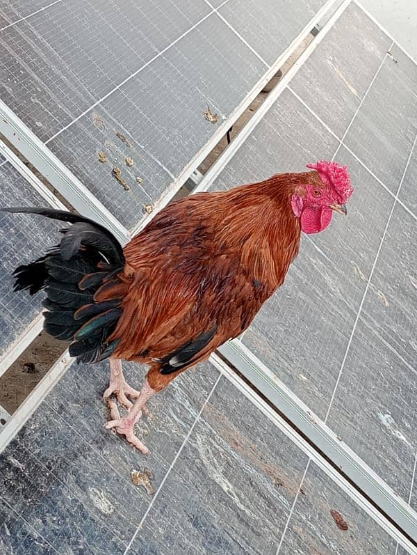 Cock (male hen) for sale 0