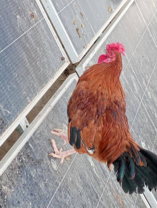 Cock (male hen) for sale 1