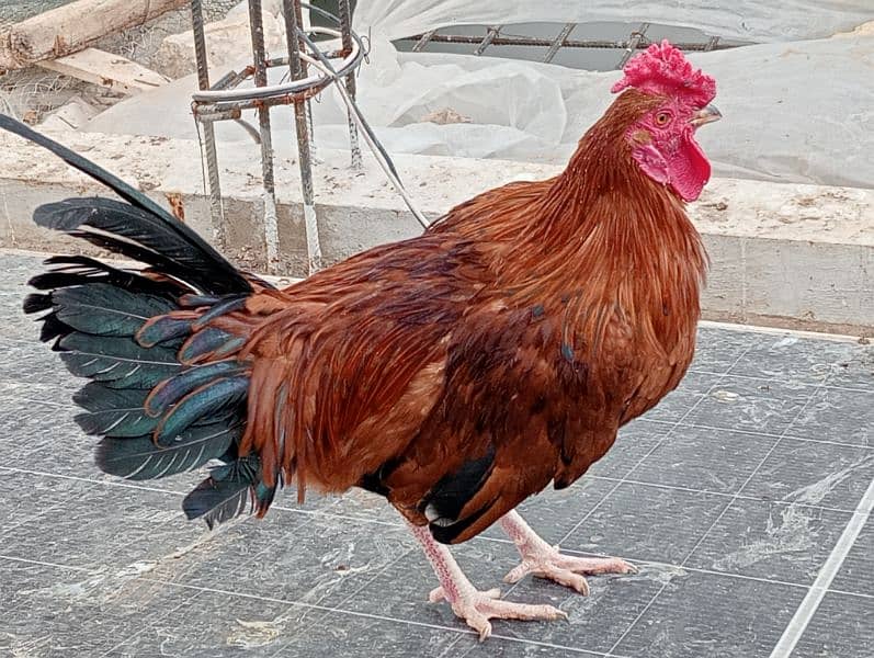 Cock (male hen) for sale 2