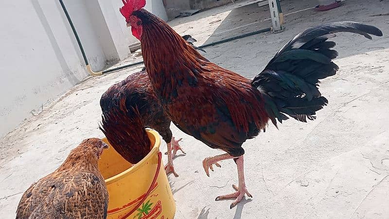 Cock (male hen) for sale 3