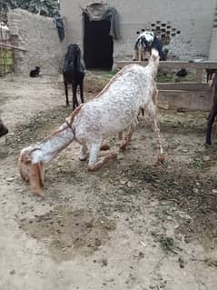 Eid gift mokhi chani bakri