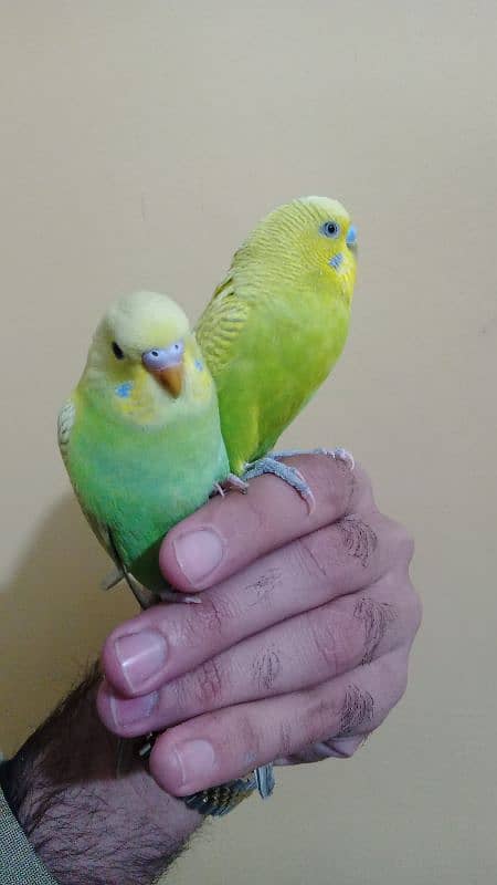 hand tame pair 0