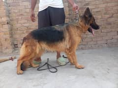 German shepherd long coat confirm breeder female available for sale