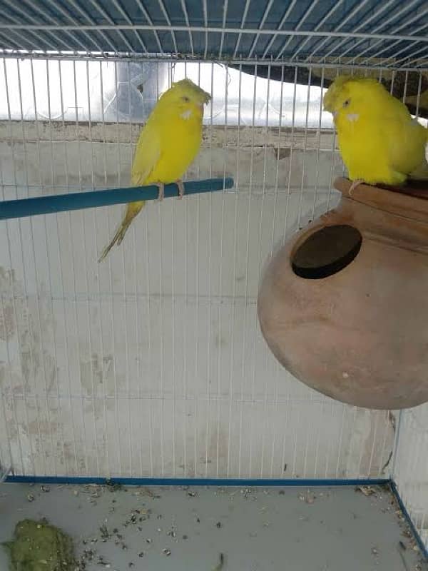 Yellow king red eye tufted pair 0