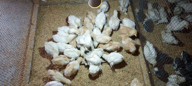 white havey Cochin chicks black polish 0