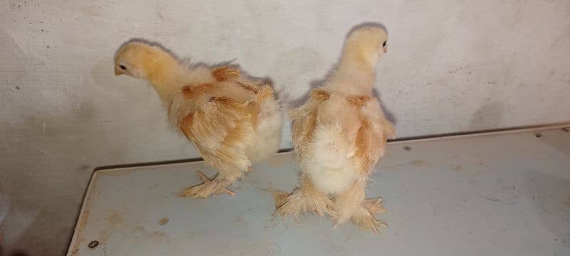 white havey Cochin chicks black polish 8