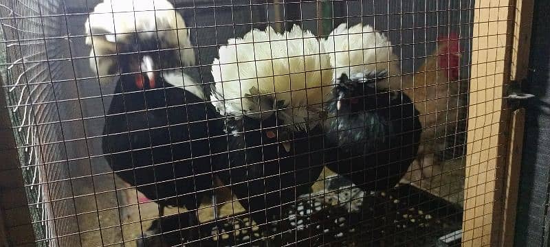 white havey Cochin chicks black polish 10