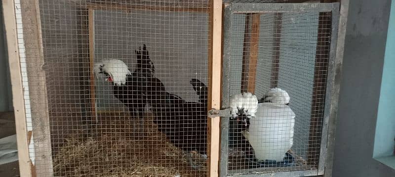 white havey Cochin chicks black polish 13