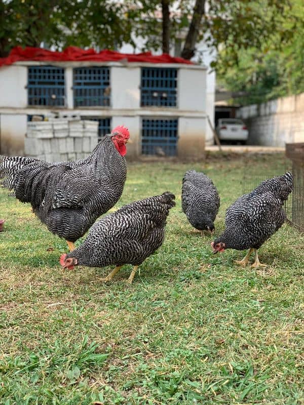 white havey Cochin chicks black polish 1