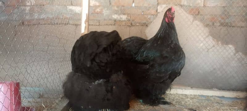 white havey Cochin chicks black polish 6