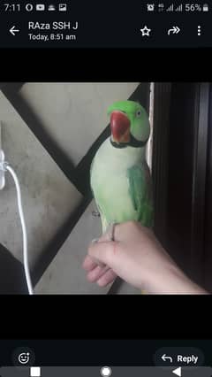 parrot for sale 03065905619