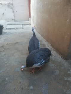 GUINEA FOWL PAIR HEALTHY