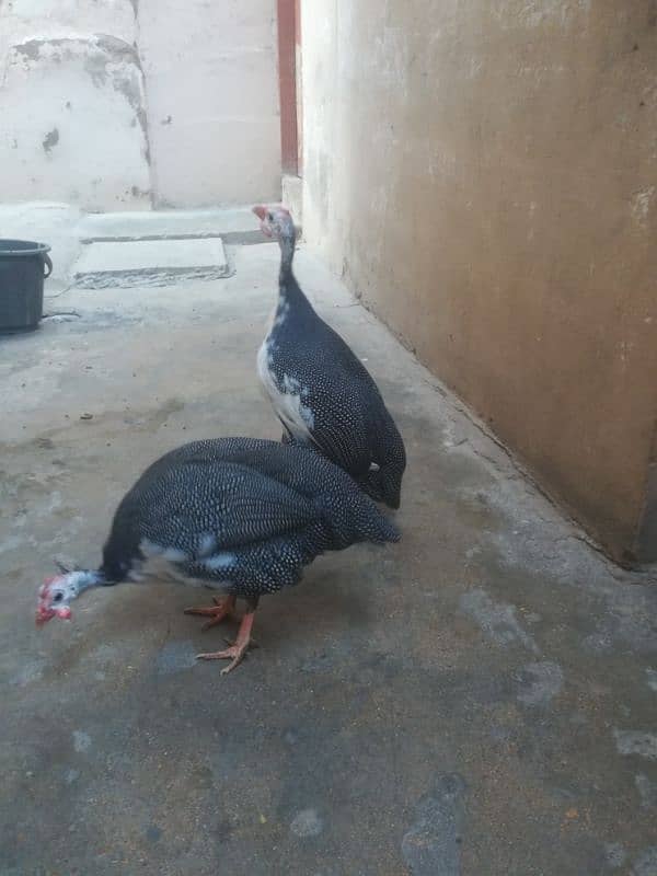 GUINEA FOWL PAIR HEALTHY 1