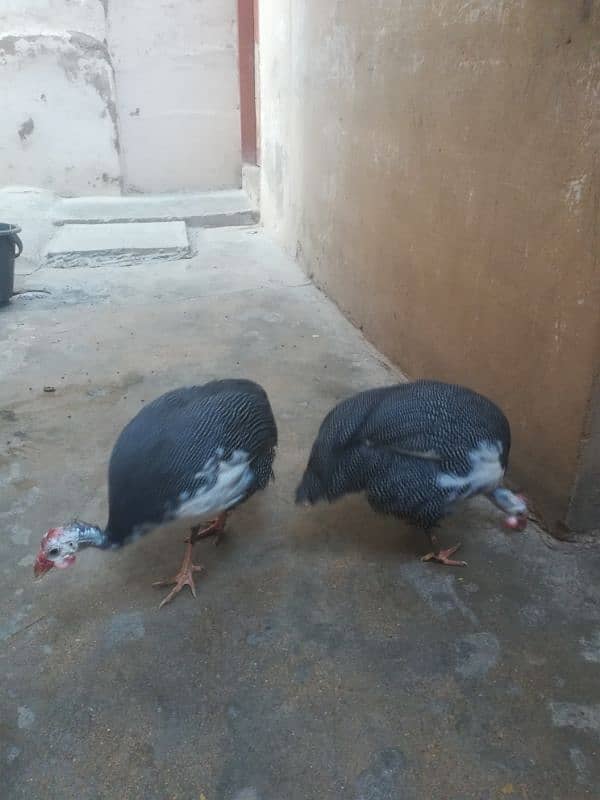 GUINEA FOWL PAIR HEALTHY 2