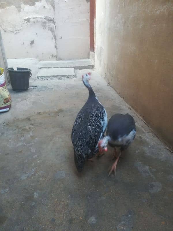 GUINEA FOWL PAIR HEALTHY 3