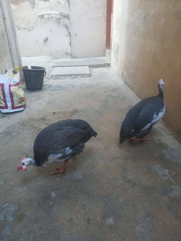 GUINEA FOWL PAIR HEALTHY 4