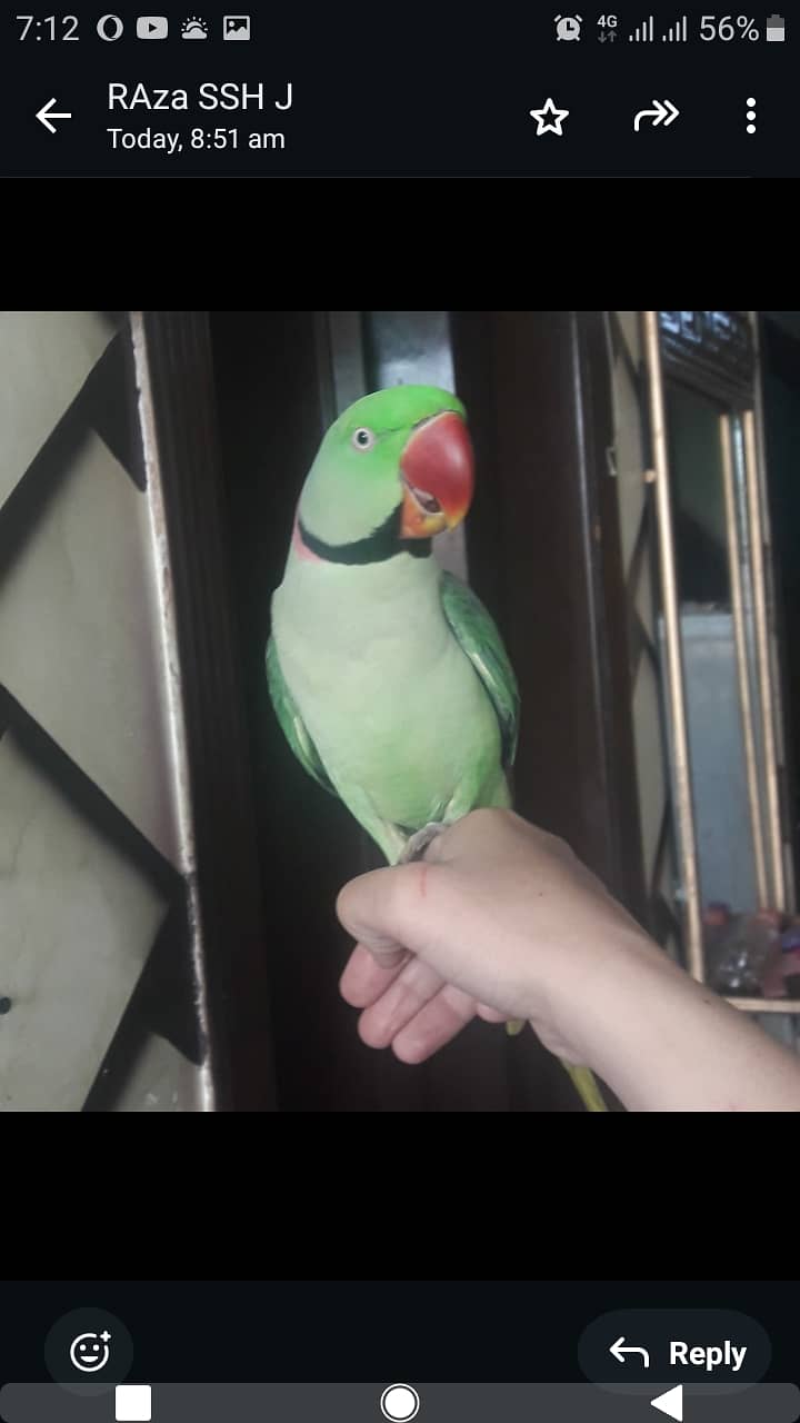 parrot for sale 03065905619 1