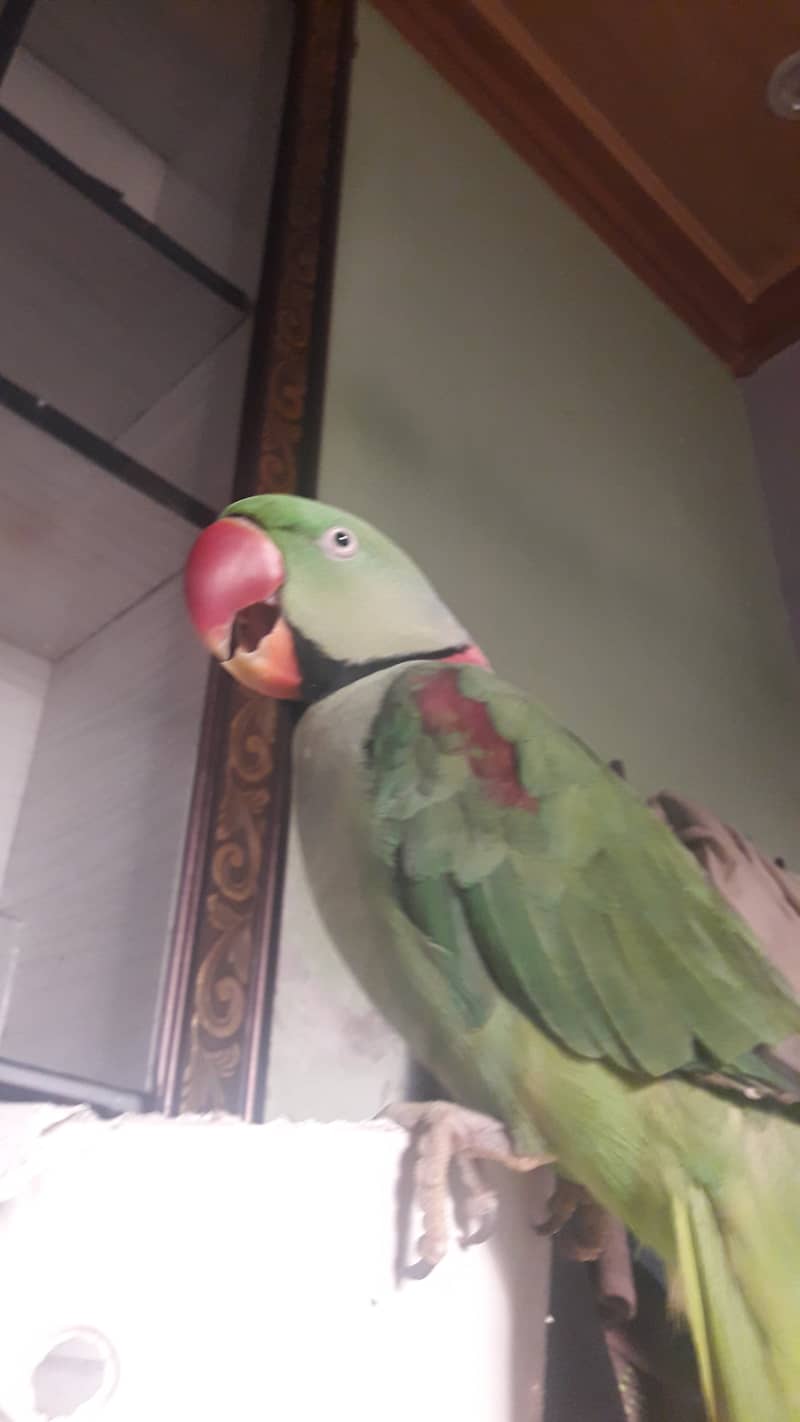 parrot for sale 03065905619 2