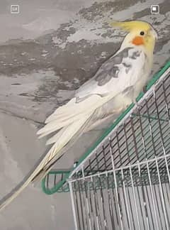 Male cock tiel fully adult