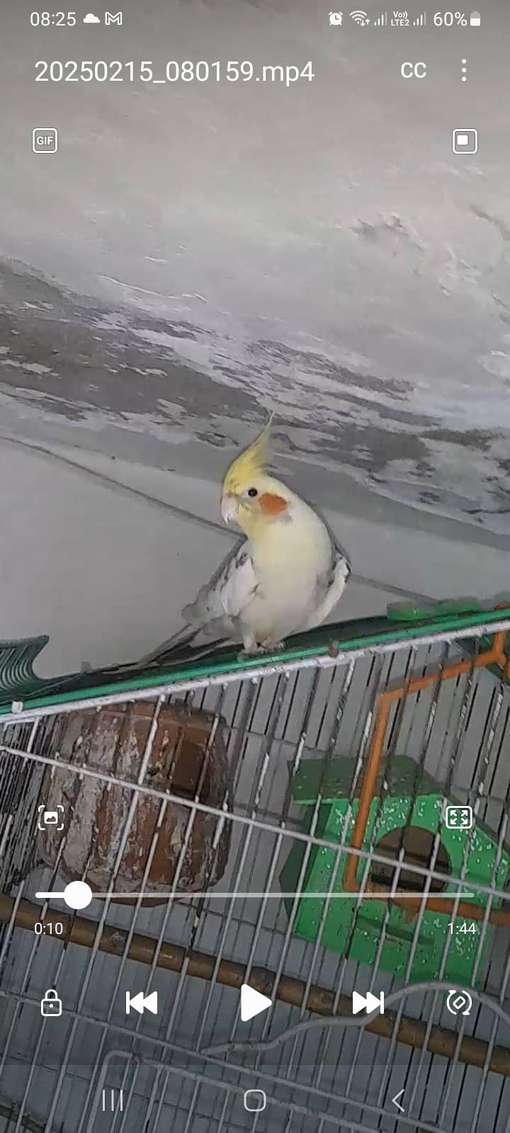 Male cock tiel fully adult 1