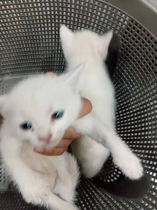 persian kittens 0