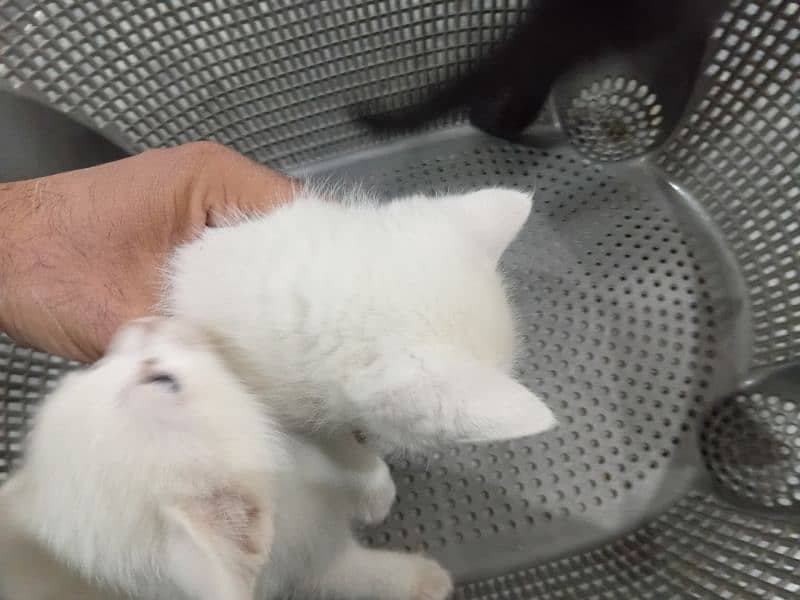 persian kittens 2