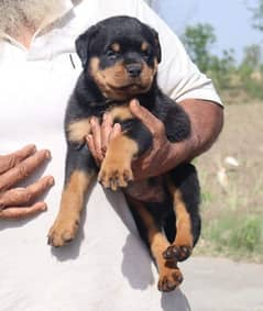 Top quality rottweiler female puppy available from pedigree parents