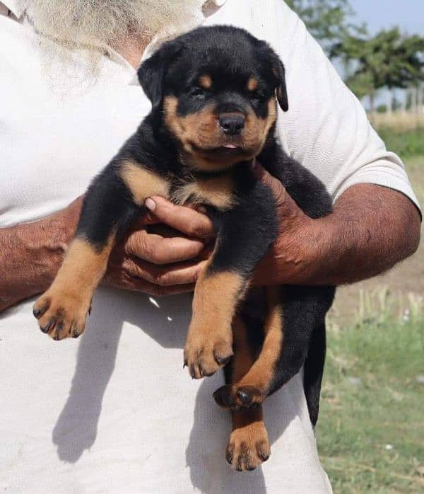 Top quality rottweiler female puppy available from pedigree parents 1