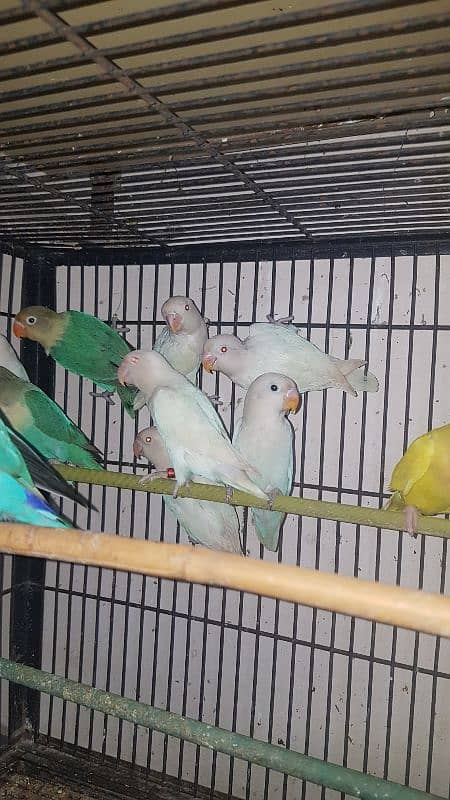 albino, parblue, blue feshri, personata, common latino, 03447884589 1