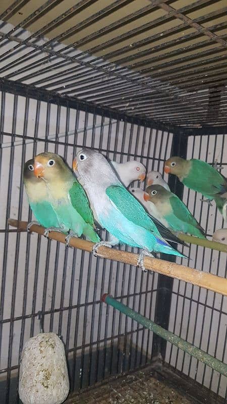 albino, parblue, blue feshri, personata, common latino, 03447884589 6