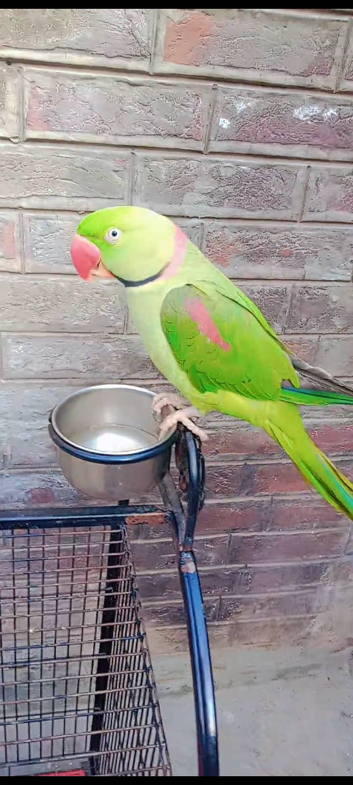 Raw Parrot for Sale with Cage 0