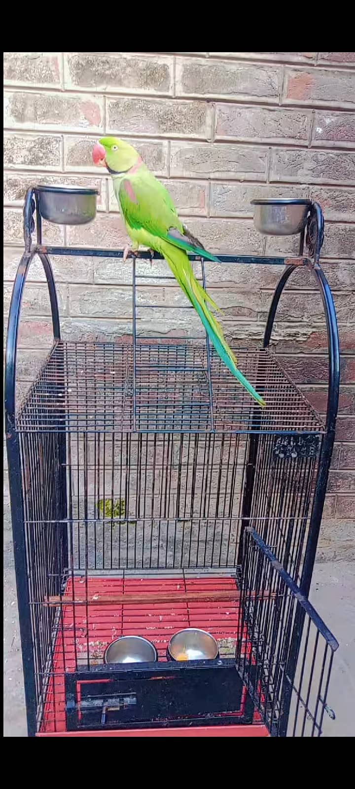 Raw Parrot for Sale with Cage 1