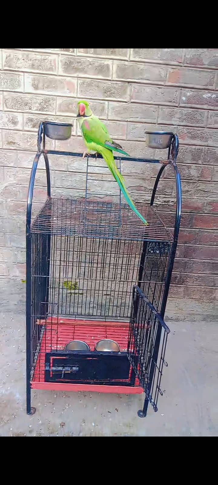 Raw Parrot for Sale with Cage 2