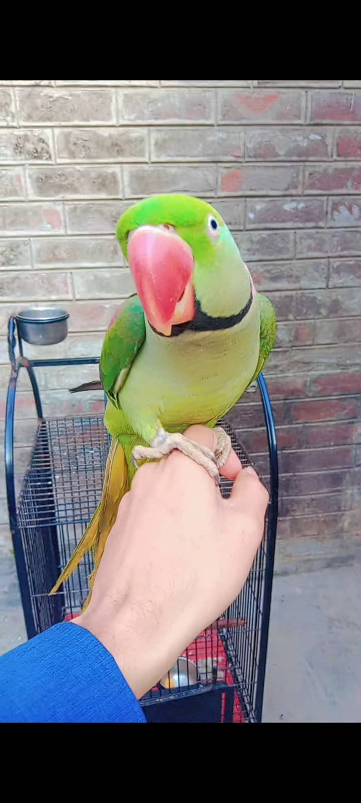 Raw Parrot for Sale with Cage 3