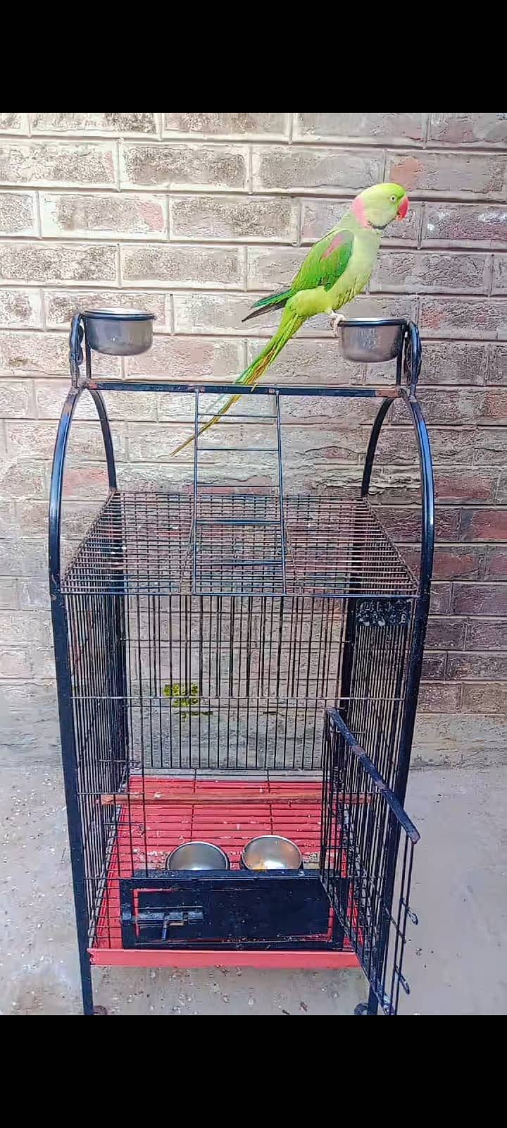 Raw Parrot for Sale with Cage 4