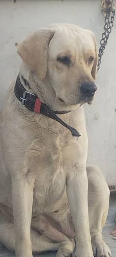 Labrador Female