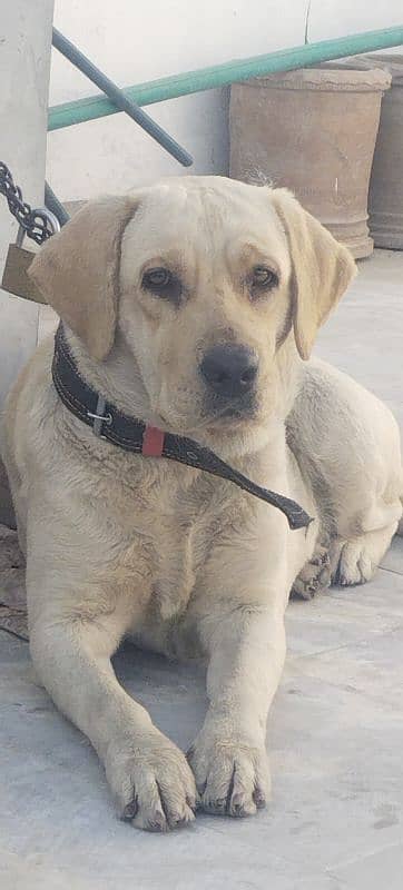 Labrador Female 1